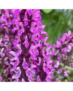 Sage 'Bumbleberry' 1G