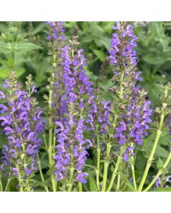 Sage 'May Night' 1G