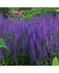 Sage 'Violet Riot' 1G