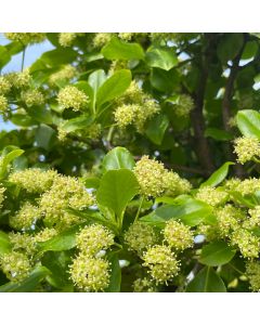 Sarcoxie Wintercreeper Std
