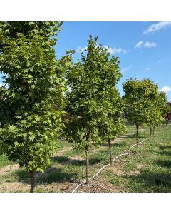 Satsuki BeniJap Maple