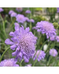 Pincushion 'Butterfly Blue' 1G