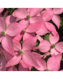 Scarlet Fire Dogwood