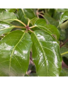 Schefflera Amate 10"