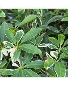 4" Schefflera, Moon Drop