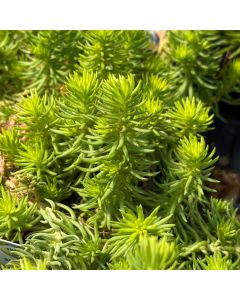 Stonecrop 'Angelina' 1G