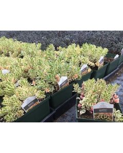 Stonecrop 'Atlantis' 1G
