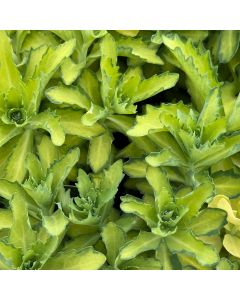 Stonecrop 'Autumn Delight' 1G