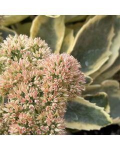 Stonecrop 'Autumn Charm' 1G