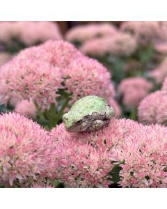 Stonecrop 'Autumn Fire' 1G