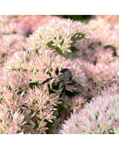 Stonecrop 'Autumn Fire' 1G