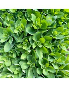 Stonecrop 'Autumn Joy' 1G
