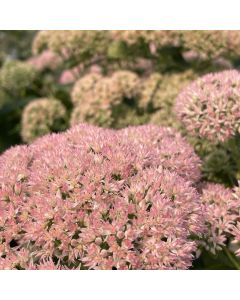 Stonecrop 'Brilliant' 1G
