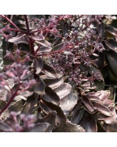 Stonecrop 'Dark Magic' 1G