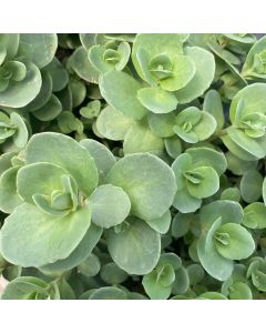 Stonecrop 'Lime Zinger' 1G