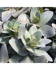 Stonecrop 'Midnight Velvet' 1G