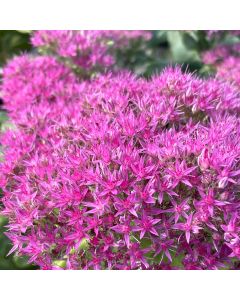 Stonecrop 'Neon' 1G