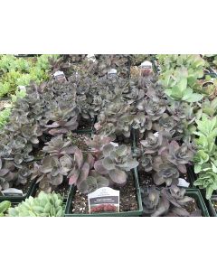 Stonecrop 'Night Embers' 1G