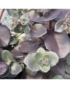 Stonecrop 'Night Embers' 1G