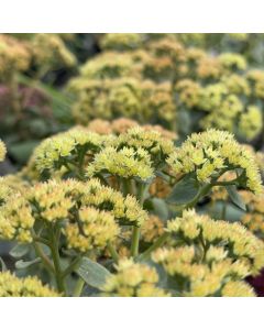 Stonecrop 'Night Light' 1G