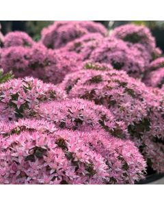 Stonecrop 'Pride and Joy' 1G