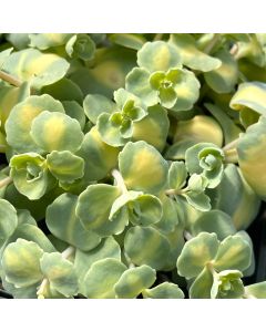 Stonecrop 'Sieboldii' 1G