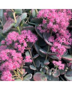 Sedum Stone. Sieboldii Variega