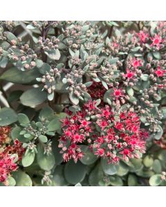 Stonecrop 'Superstar' 1G