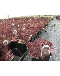 Hens & Chicks 'Silverine' 1G