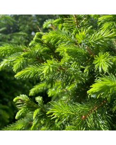 Serbian Spruce