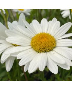 Shasta Daisy 'Alaska' 1G