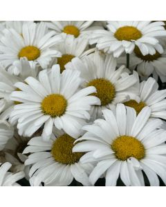 Shasta Daisy 'Daisy May' 1G