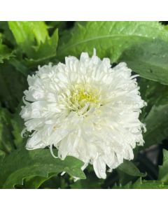 Shasta Daisy 'Marshmallow' 1G