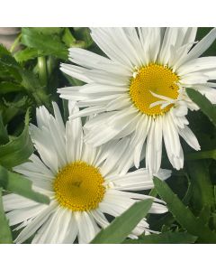 Shasta Daisy 'Whoops-Daisy' 1G