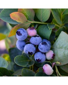 Silver Dollar Blueberry