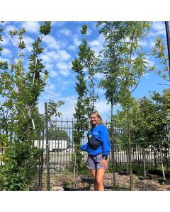 Skinny Genes Oak