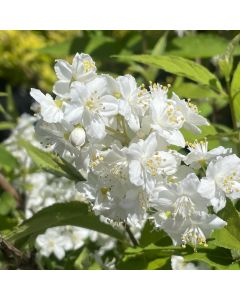 Slender Deutzia