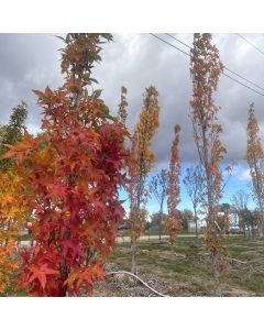 Slender Silhouette Sweetgum