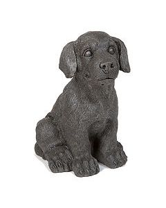 Small Dog