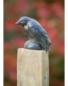 Small Raven