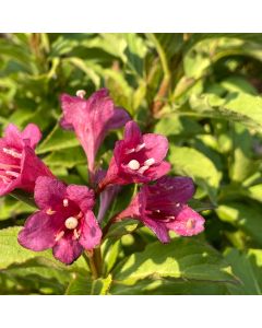 Snippet Dark Pink Weigela