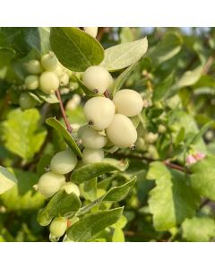 Snowberry