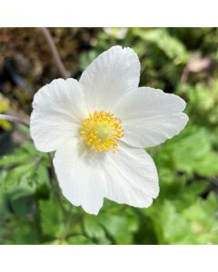 Anemone 'Snowdrop' 1G