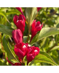 Sonic Bloom Red Weigela