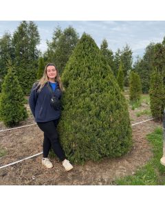 Spartan Juniper