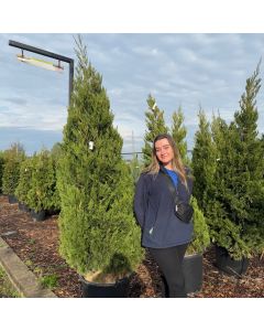 Spartan Juniper