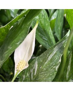 Domino Peace Lily 6"