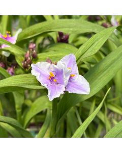 Spiderwort 'Bilberry Ice' 1G