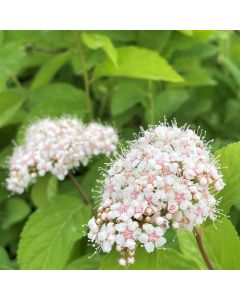 Fritschiana Spirea