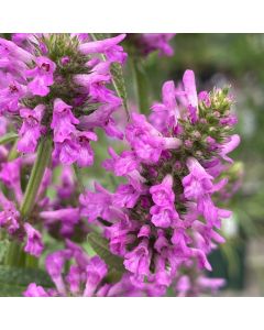 Lamb's Ear 'Hummelo' 1G